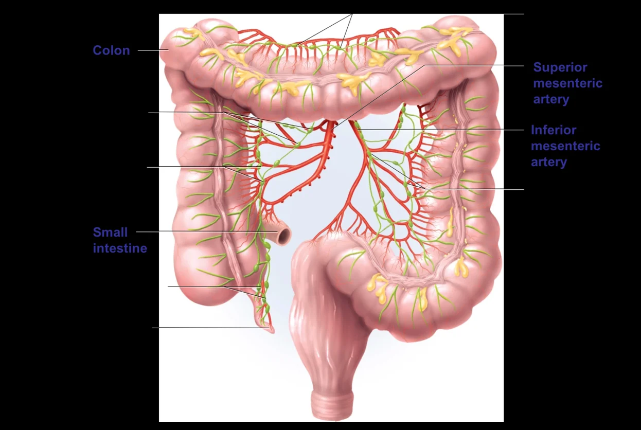 MESENTERIC LYMPHADENOPATHY